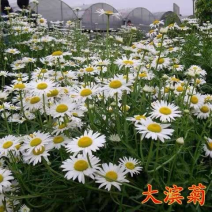 大滨菊种子