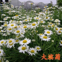 西洋大滨菊