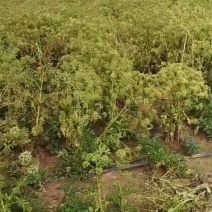纯新二年白芷种子