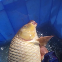 沙黄鲤