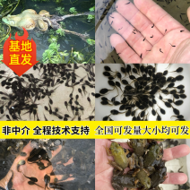 牛蛙苗水花牙签苗蝌蚪四脚幼蛙基地直销包活提供技术
