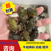 牛蛙苗小四脚幼蛙种苗断尾巴直发包活量大小均可发