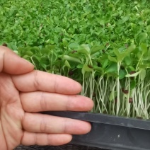 四季供应香椿芽苗菜活体香椿苗基地直发可预订