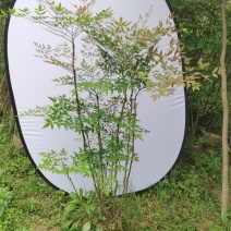 精品熟桩南天竹