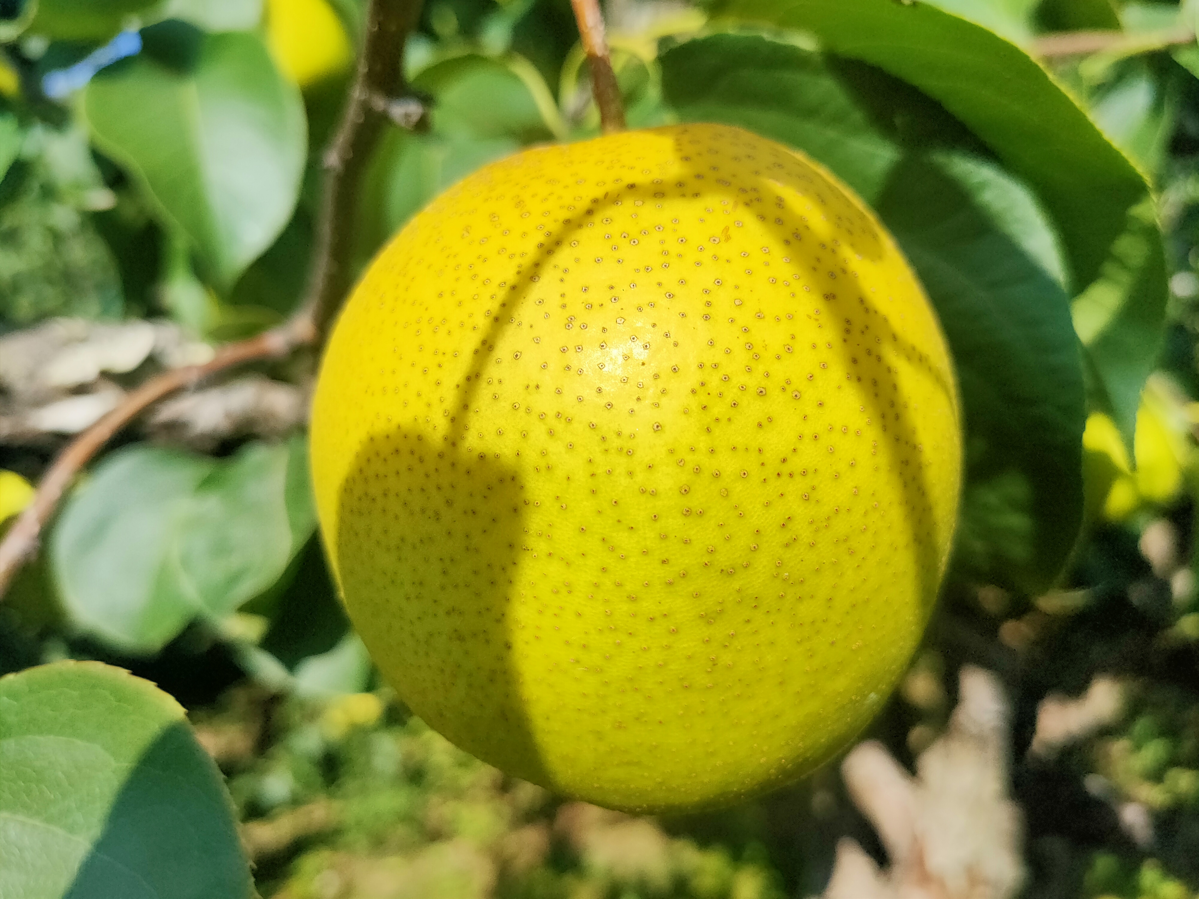 黄花梨果树在阳光下的生长状态