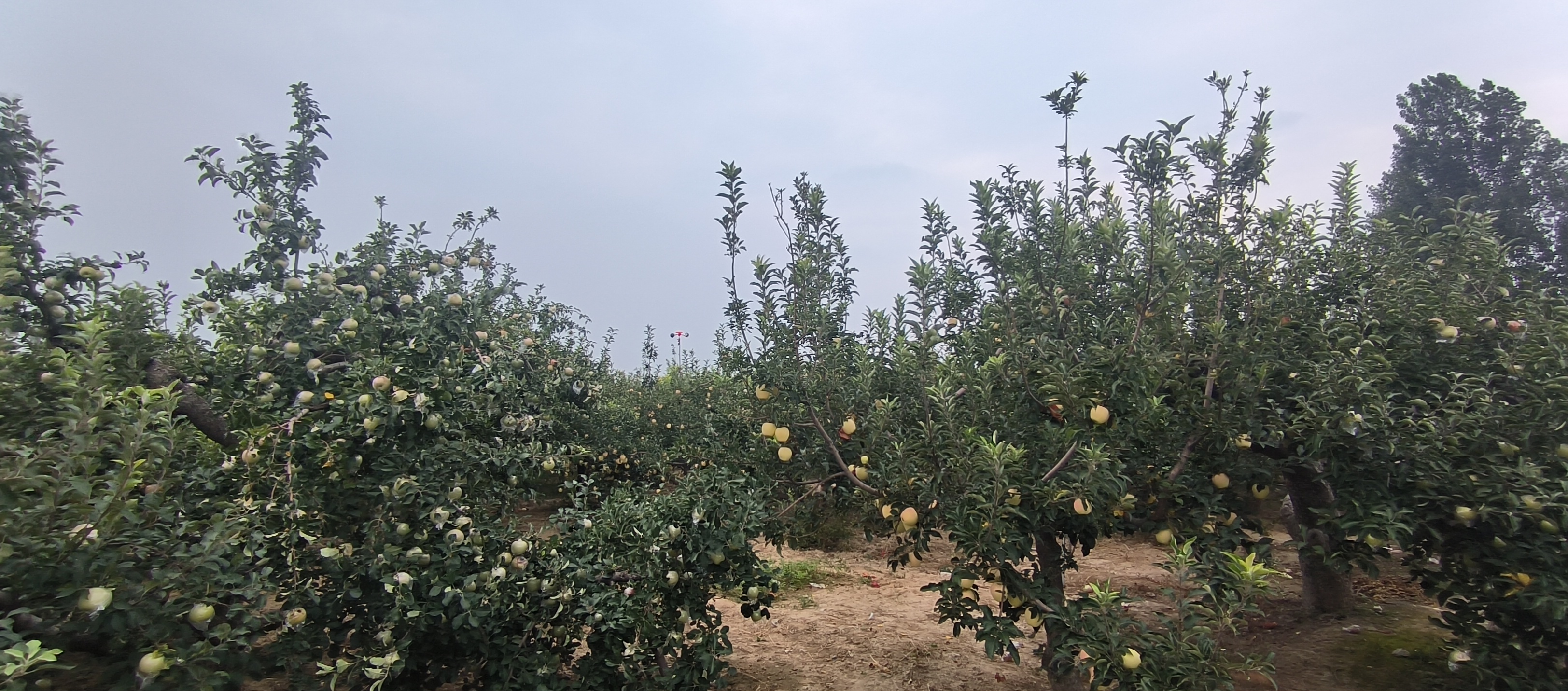 红星苹果特写图片