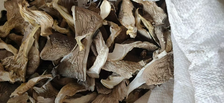 平菇在常温下的存放状态 平菇在常温下的存放状态