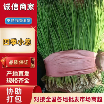 江苏盐城四季小葱大量出货规格齐全保质保量