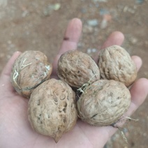核桃