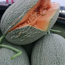 正宗山东晓蜜25哈蜜瓜脆甜可口产地代办供应质量保证