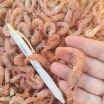 铁皮虾，也叫红虾，可作油炸原料虾