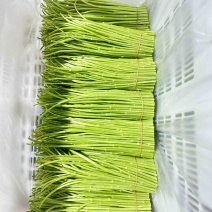 云南藜蒿