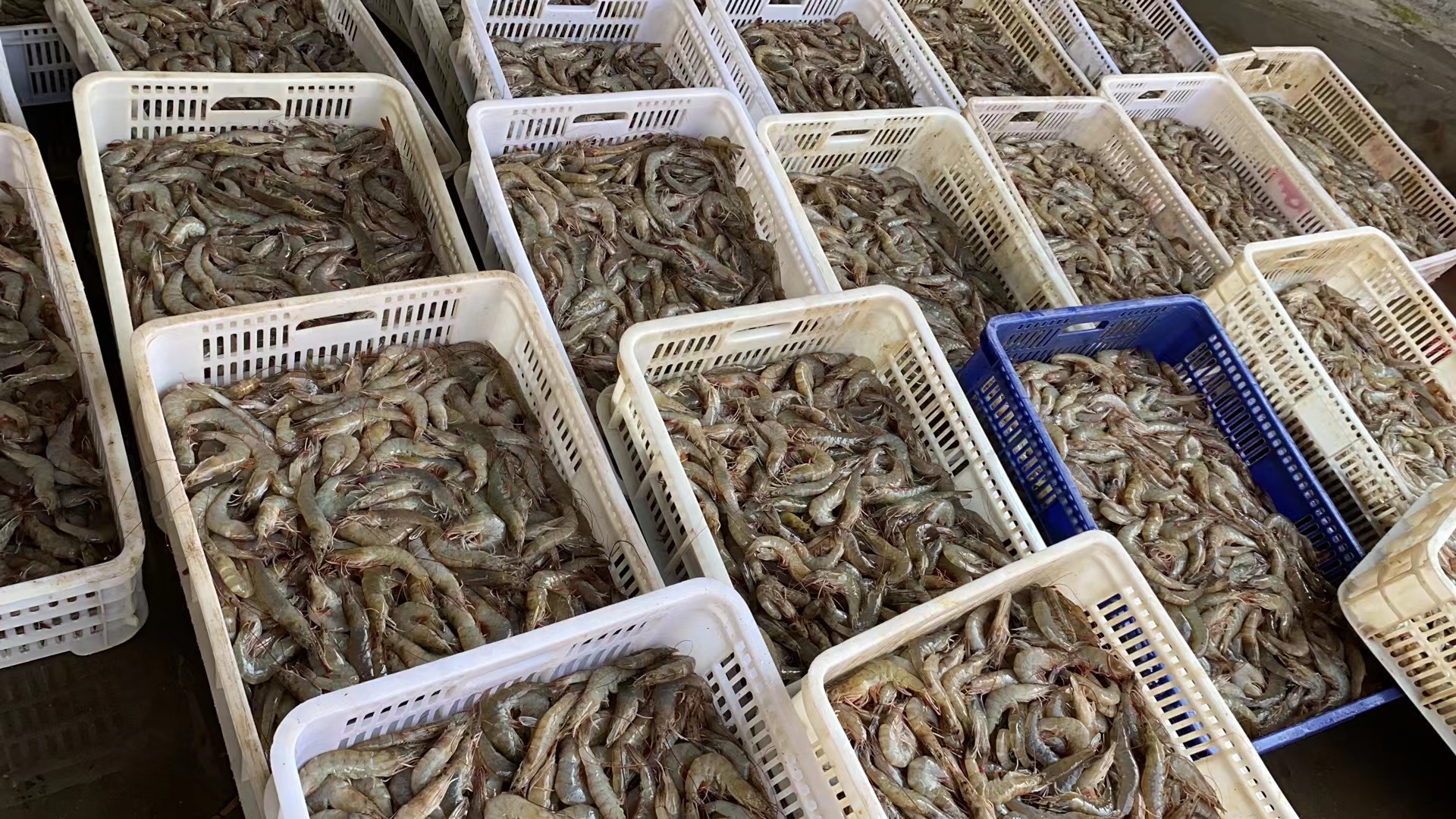 湛江霞山水产品国际批发市场清晨交易高峰实景:不锈钢台面上堆满鲜活南美白对虾,虾体通透饱满、弹跳有力;商户正用电子秤称重打包,背景可见‘湛江对虾’统一品牌标识牌、冷链运输车排队装货,地面微湿映出灯光反光,呈现繁忙、规范、可溯源的现代化流通场景 湛江霞山水产品批发市场对虾交易现场