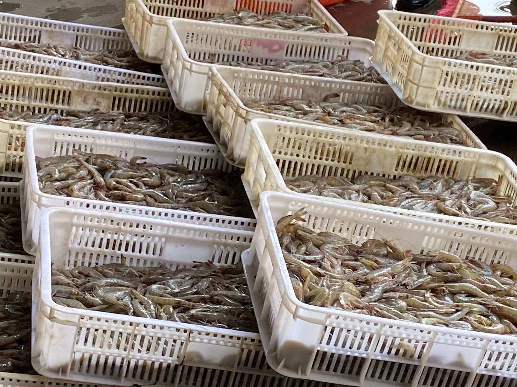 丰源对虾养殖基地当日捕捞的鲜活南美白对虾特写,虾体完整、壳色青灰透亮、肌肉饱满有光泽,置于冰鲜托盘中,背景为包装车间环境 丰源对虾鲜活成品展示