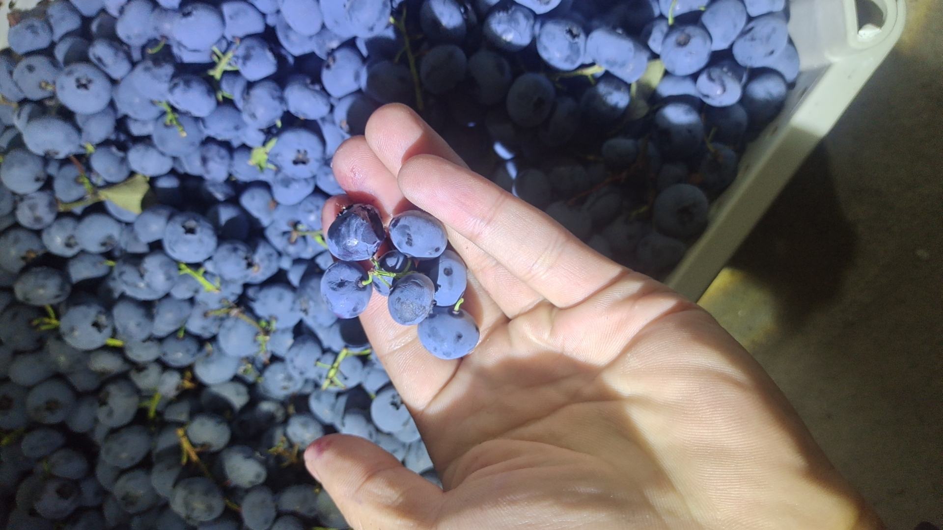 北陆蓝莓果实特写，饱满圆润，颜色深蓝，果粉明显