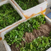 【粉防己苗】货量大包成活种植简单易管理汇报周期短提供技术指导