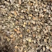 俄罗斯进口荞麦籽，干净，粒大饱满