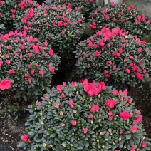 红宝石杜鹃花四季开花