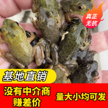 牛蛙苗统货刚刚上岸断尾欢迎来电送货上门包活