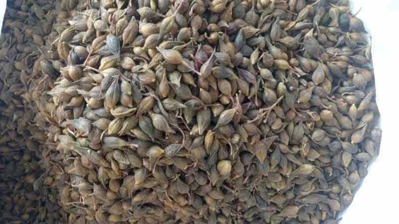 青翘与其他草本搭配泡茶的示意图,展现其日常养生饮用方式 青翘泡茶图