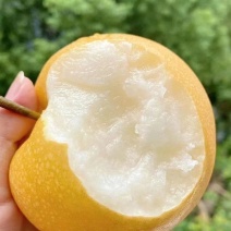 秋月梨，看百亩规模大园订货，鲜果汁多化渣，电商果及市场果