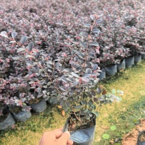 红继木小杯中杯基地直发规格齐全质量优质