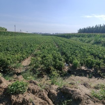鲜白术
