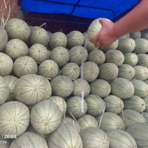晓蜜25脆甜，汁多，纹均匀，果形椭圆漂亮，量超大。