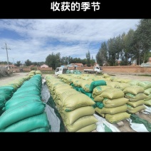 莜麦
