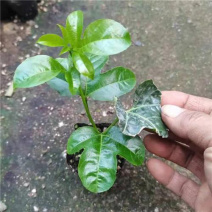 【推荐】台农百香果苗种植基地直供可实地考察量大从优！