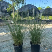 水生植物粉黛乱子草:1加伦、2加伦、5为伦基地有量，价优