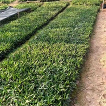紫花翠芦莉小袋中袋基地直销质量优质欢迎老板来电咨询合作