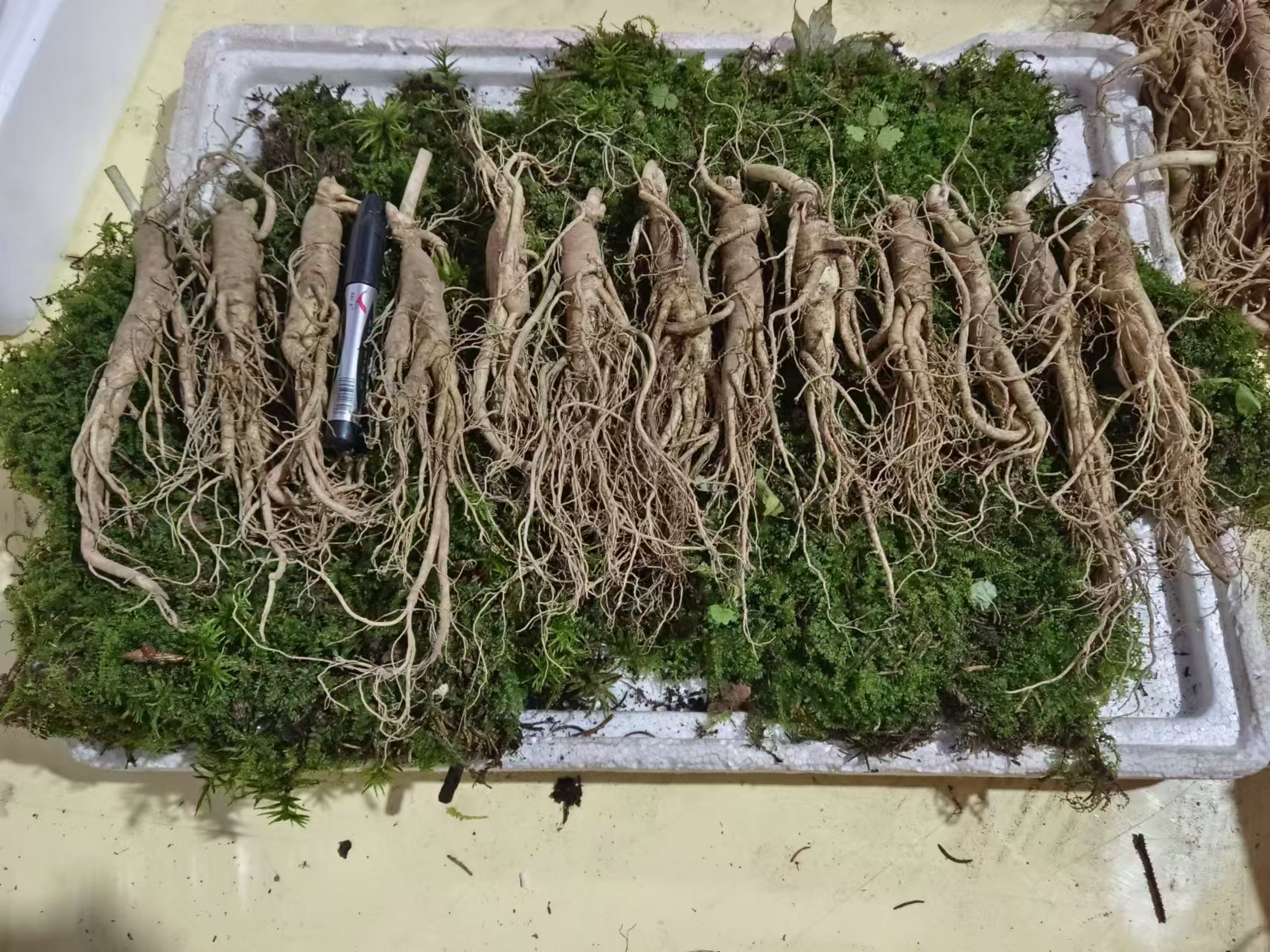 清洗新鲜林下参