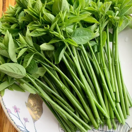 海南树仔菜,树仔菜(第4页)_大山谷图库