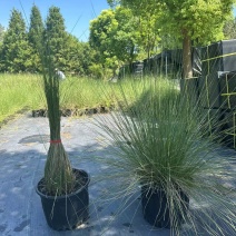 水生植物粉黛乱子草:1加伦、2加伦、5加伦基地有量，价优