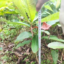 厚朴苗大量供应规格齐全品质保证提供技术支持