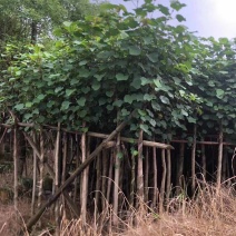 黄槿开花黄花5～10公分基基地直销大小规格齐全质量优质