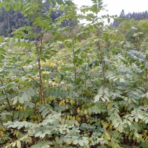 槐树苗湖北刺槐苗大量供应提供技术假一倍十欢迎下单