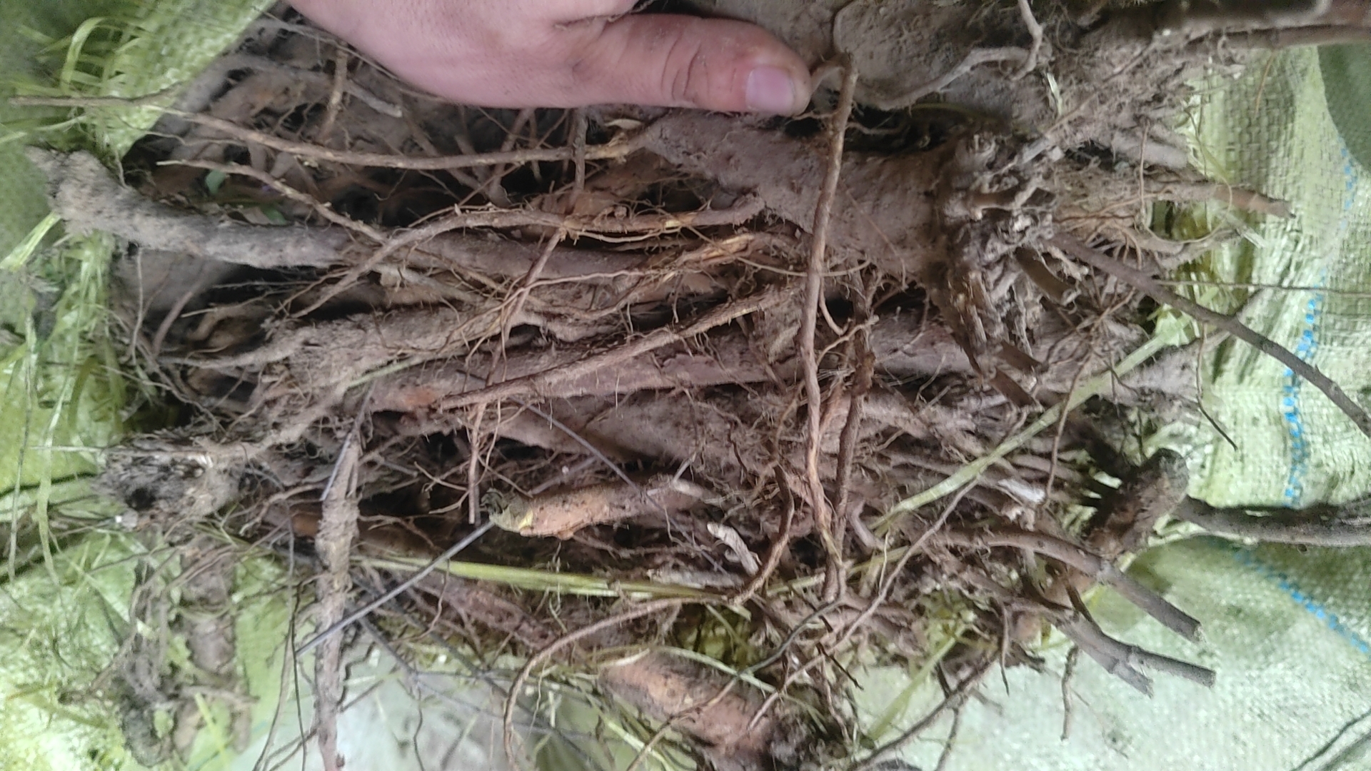 黄芩机械化采收作业现场