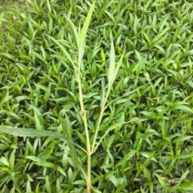 翠芦莉小杯中杯基地直发质量优质