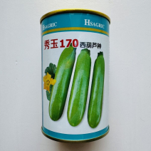 秀玉170西葫芦品种种子，油绿色，春秋种子品种种子