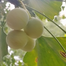 白果，鲜果