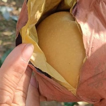 [牛]【推荐】烟台莱阳秋月梨大量供应产地直发欢迎来电咨询