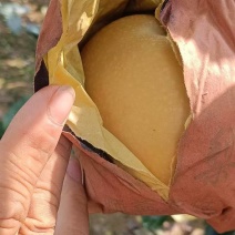 [牛]【精品】山东莱阳秋月梨大量上市产地直发价格美丽量大从优