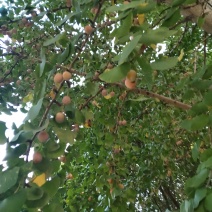银杏果
