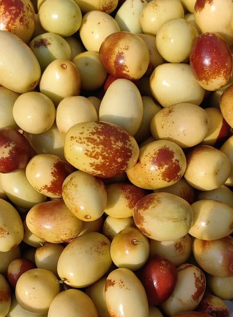 山东马奶枣大量现货货源充足适合批发零售电商