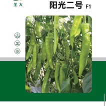大尖椒苗羊角大尖椒苗阳光二号春秋大棚越夏露地栽培辣味适中