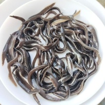 刀鳅鱼苗中华大刺鳅鱼苗一手货源基地直销提供技术指导