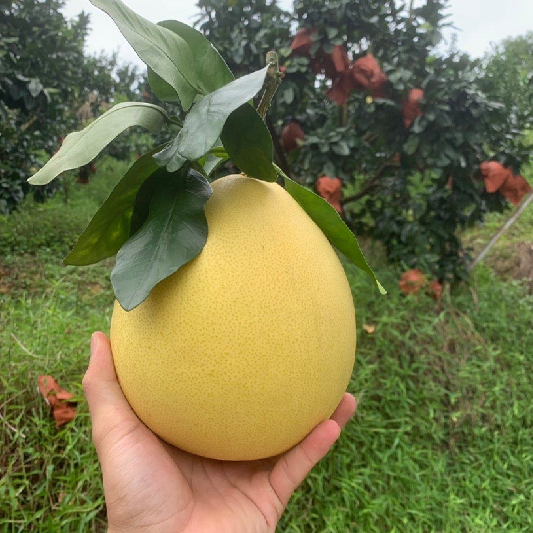 [红心柚批发]湖北宜昌枝江市柚子 0.30元/斤柚子红心柚蜜柚上 _ 一亩田