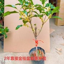 金桂靠接桂花浓香型爆花盆栽树苗花期带花带花苞发货